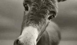 二驴爆料老葛是谁啊视频,二驴爆料老葛身份之谜