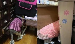 大狗最新爆料新闻,最新爆料新闻背后的真相与内幕